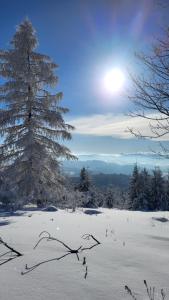 a snow covered field with a tree in the background at Amelie's House in Rajcza