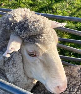 uma ovelha está a enfiar a cabeça de uma vedação em Ingram Farm Colebrook 