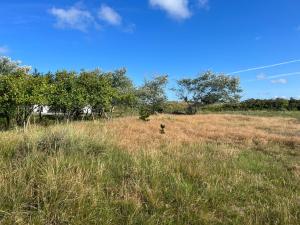 a dog in a field of tall grass at The Beach Farm - charm, beach and stunning nature in Bedsted Thy