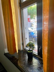 a potted plant sitting in front of a window at Communication hostel in Batumi