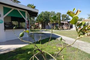 a tree in a yard in front of a building at Giardini Sausari Residence in Punta Prosciutto