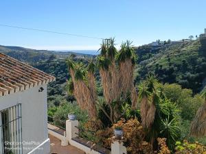 un groupe de palmiers devant une maison dans l'établissement Beautiful House with Sea View and Nature, 30 minutes from Malaga, à Moclinejo