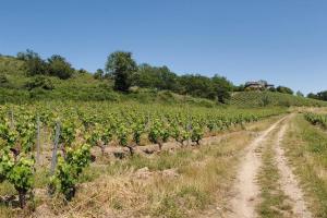 a dirt road in a field with vines at Maison du Domaine (Gîte) in Chalonnes-sur-Loire
