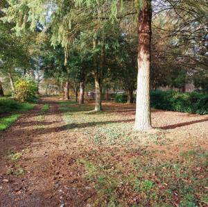 a tree in a park with leaves on the ground at Chalet Beau Rivage in Gunsbach