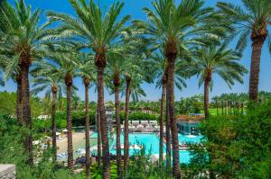 a group of palm trees in front of a pool at Hyatt Regency Scottsdale Resort and Spa in Scottsdale