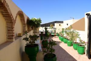 een rij groene potplanten op een patio bij Riad Du Petit Prince in Marrakesh