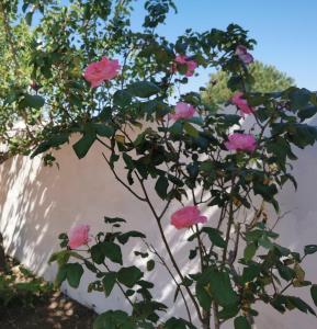 贝瓦尼亚圣彼得Villa Vacanze Perla del Salento - Casa Vacanze San Pietro in Bevagna - SALENTO - Puglia - ITALY的墙上有粉红色花朵的植物