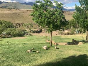 a group of animals laying in the grass under a tree at Stormberg River Lodge in Elliot