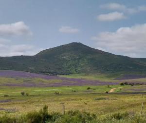 a large field with a mountain in the background at 6 Olives B&B in Darling