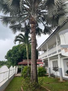 a palm tree in front of a white building at Caribbean Dreams in Mayaguez