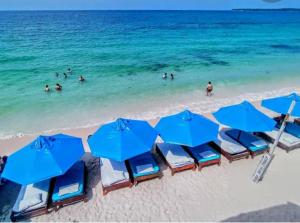 un grupo de sillas y sombrillas azules en una playa en Alojamiento playa blanca Barú. InHousecaribe, en Playa Blanca