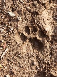 a pair of animal tracks in the dirt at Deogarh Hills A Village Experience Property in Kaunthal