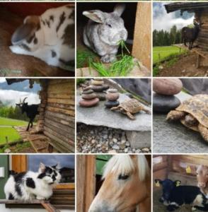 Fotografie z fotogalerie ubytování Alpenpension Ettlerlehen v destinaci Ramsau + 36 fotografií