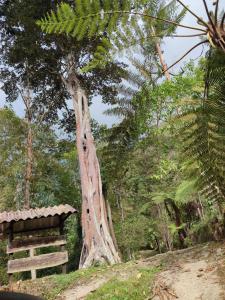 un gran árbol en medio de un bosque en Parque Verde y Agua, en Fusagasuga