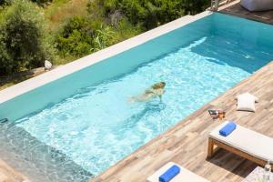 a dog swimming in a swimming pool at TheBlueHomes Lefkada in Nikiana