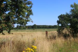 un campo de hierba alta con una valla y árboles en Gastenlogies Blauwe Schaap, en Ranst