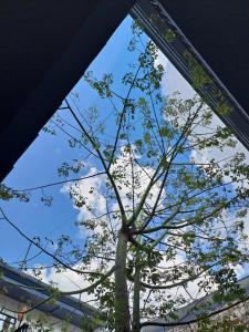 Jardín al aire libre en Choco Hostel