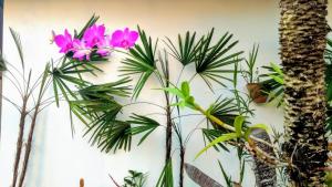 a bunch of different types of plants on a wall at Suítes a 50 metros da Rua das Pedras in Búzios