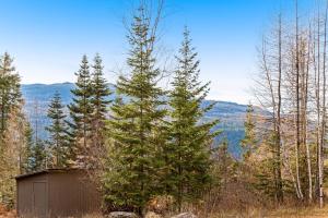 Experience Montana Cabins - Wildflower #3 في بيجفورك: شجرة صنوبر كبيرة بجوار كوخ في الغابة