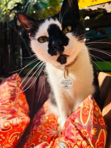 a black and white cat sitting on a blanket at Altillo Valizas in Barra de Valizas