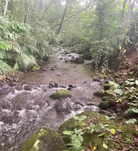 a stream in the middle of a forest at Sky Hostel in Fortuna
