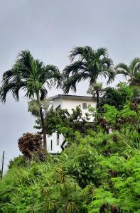 Zahrada ubytování Breezy Vista on the Terrace - West Coast, Saint James, Barbados