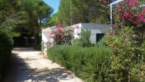 Zahrada ubytování Camping Cala dei Ginepri