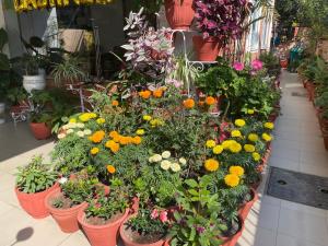 a bunch of flowers in pots in a store at Palmo Holiday Apartments in Kathmandu