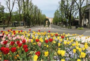 a field of flowers in the middle of a street at Room e Breakfast Diana e Ninni Salsomaggiore Terme in Salsomaggiore Terme