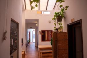 a hallway with potted plants on the walls at Tabaiba Guesthouse in Buenavista del Norte