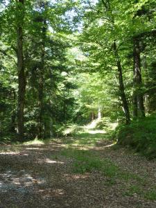 Fotografie z fotogalerie ubytování Gasthaus zum Schwanen v destinaci Ühlingen-Birkendorf