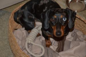 a black and brown dog sitting in a basket at Chalet Mont Blanc de Courmayeur in Courmayeur