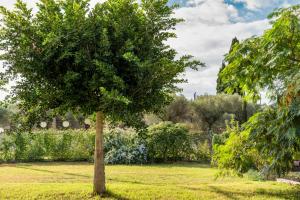 Vrt pred nastanitvijo Piperitsa house for nomads or families in the countryside