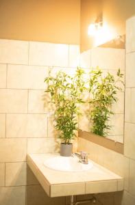 uma casa de banho com lavatório e vaso de plantas em Cabaña Villa de Ada em Gracias