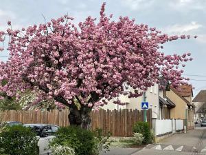 un arbre à fleurs rose devant une clôture dans l'établissement Le 6B, à Hoenheim