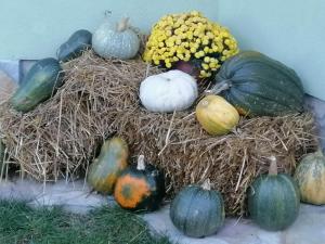 a group of pumpkins and gourds on a pile of hay at Vila PARADIZO-ZLATAR, studio apartman 1 in Nova Varoš