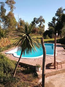 a palm tree in front of a swimming pool at Casa El Encuentro in San Carlos de Bolívar