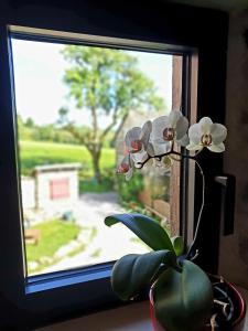 a flower in a vase sitting in a window at Rouet Nature in Tréban +46 photos