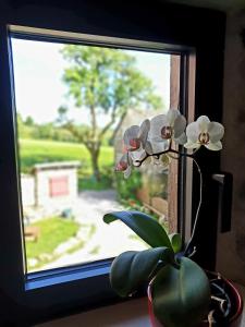 une fleur dans un vase assis dans une fenêtre dans l'établissement Rouet Nature, à Tréban