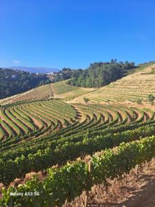 a vineyard on the side of a hill at Quinta da Portelada in Peso da Régua