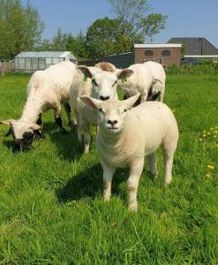 een groep schapen die in het gras staan bij Kleine studio op boerenerf vlakbij Amsterdam. in Uitgeest