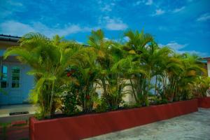 a bunch of palm trees in front of a building at studio brasserie in Pointe-Noire