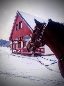 een paard voor een huis in de sneeuw bij Ranczo Ignacowo in Studzienno