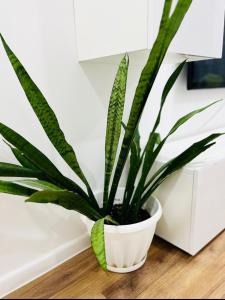 a green plant in a white pot on a wooden floor at Абая 70 Квартира 7 (Ердена 199) in Sätbaev