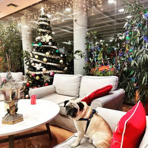 a dog sitting on a couch in front of a christmas tree at Perinthos Hotel in Anchialos