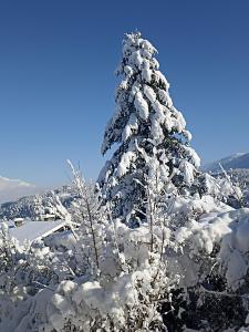 インスブルックにあるFerienwohnung Spitzmandlの山頂雪木 +28枚の写真