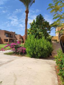 Zahrada ubytování Chalet Stella Makadi Beach 5* + 37 fotografií