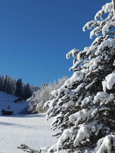 a snow covered tree on a snow covered field at Magnifique Appartement Cosy in Chateau-d'Oex