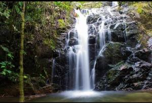 a waterfall in the middle of a forest at VALLE DE LAS CECROPIAS in Salento