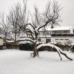 ein schneebedeckter Baum vor einem Haus in der Unterkunft Gästehaus Familie Rinke in Bad Harzburg